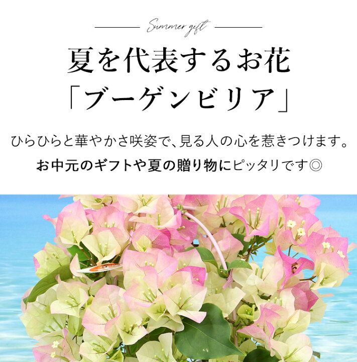 楽天市場 ブーゲンビリア ブライダルピンク 鉢植えお誕生日 プレゼント 父 母 祖父 祖母 退職祝い 記念日 お祝い お中元 御中元 苗 鉢植え サマーギフト お供え お盆 初盆 新盆 盆花 6 3 7 31の間でお届け 送料無料 フラワーマーケット花由
