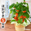 夏の風物詩 ほおずき バスケット プラスチック鉢ホウズキ 鬼灯 ホオズキ 鉢植え お誕生日 プレゼント 花 祖父 退職祝い 記念日 誕生日 お祝い 開店祝い 和風 ギフト 鉢植 花鉢 和 日本 ほおづき お供え 盆花 サマーギフト 夏