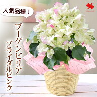 ブーゲンビリア ブライダルピンク 鉢植え 5号鉢お誕生日 プレゼント 花 女性 誕生日 ギフト フラワーギフ…