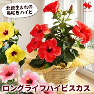 長く咲く！ ロングライフ ハイビスカス 選べる3色 鉢植え 鉢花 花鉢 花 ギフト プレゼント インテリア 夏…