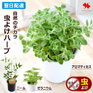 話題の虫除けハーブ アロマティカス 4号鉢 虫よけ 数量限定 天然の虫よけ 虫除け 植物 ハーブ インテリア…