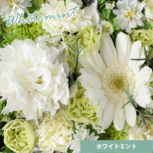 Ή {bNXt[  hana cube  t[AWg a v[g   a  t[Mtg    j ̓ t[{bNX 