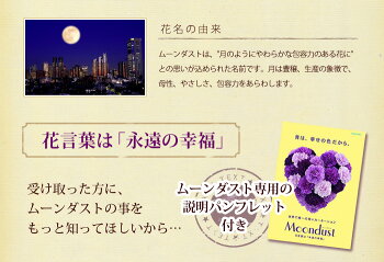 あす楽送料無料花瓶いらずの花束♪そのままブーケwithMoondustムーンダストカーネーション「永遠の幸福」を意味する特別な花【画像配信メッセージカード付き】誕生日結婚記念日妻両親父母退職祝い男性送別会昇進祝い喜寿祝い即日発送02P05Nov16
