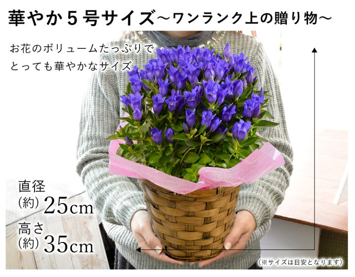楽天市場】リンドウ 花巻銀河ブルー 5号鉢 鉢植え バスケット付 りんどう 花巻ブルー 5日後以降〜9月30日〜10月31日のお届け 鉢植え ギフト 花 誕生日 プレゼント 母 祖母 退職祝い 定年 記念日 男性 父 : フラワーマーケット花由 楽天市場】リンドウ 花巻銀河ブルー 5号鉢 鉢植え バスケット付 りんどう 花巻ブルー 5日後以降〜9月30日〜10月31日のお届け 鉢植え ギフト 花 誕生日 プレゼント 母 祖母 退職祝い 定年 記念日 男性 父 : フラワーマーケット花由