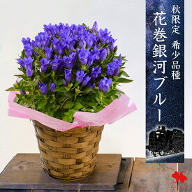秋限定 リンドウ 花巻銀河ブルー 花 鉢植え りんどう 岩手 花巻ブルー 5号鉢 鉢花 花鉢 ブルー 青 選べる プラスチック鉢 バスケット ギフト 誕生日 花 プレゼント お祝い 父 記念日 オータムギフト 退職祝い 開店祝い フラワーギフト フラワーマーケット花由
