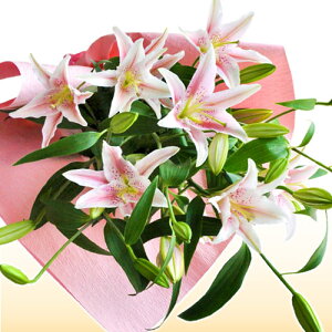  ԑ 3FIׂ փIG^[̃u[P Ƃj̉ԑ   S t[Mtg a v[g  c     蕨   