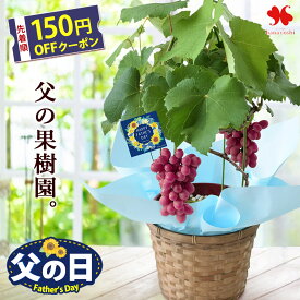 父の日ギフト プレゼント 花 果樹 鉢植え 健康果実 ぶどう タノレッド 6号（実付き）収穫が楽しめる 鉢植 バスケット付 ギフト 果物 果実 果樹鉢 ブドウ 葡萄 フルーツプレゼント 贈り物 鉢 植物 サマーギフト 夏 60代 70代 義父 2026 フラワーマーケット花由