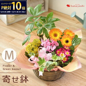 y12/4 20`yVSS×P10{zŒZ G߂̂܂ ԔƃO[ ̊񂹓 MTCY t[oXPbg A  ϗtA t[Mtg a  Mtg  a v[