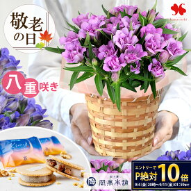 【SSxエントリーでポイント10倍】 敬老の日 花 鉢植え 花鉢 八重咲き りんどう 「アシロブーケ」 花とお菓子 ギフト お花 プレゼント お菓子 「くるみの月」 フラワーギフト 敬老 鉢花 和菓子 お花 敬老の日ギフト 祖母 祖父 70代 80代 敬老の日限定 2026