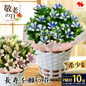 【SSxエントリーでポイント10倍】 敬老の日 花 花鉢 りんどう 鉢植え 白寿 長寿 5号鉢 プレゼント 敬老の日 ギフト 鉢花 バスケット付 敬老の日プレゼント 敬老の日ギフト 珍しい お花 リンドウ 希少品種 祖母 孫から 60代 70代 80代 送料無料 2026
