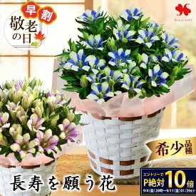【早割◎9/7まで】SSxエントリーでポイント10倍！ 敬老の日 花 花鉢 りんどう 鉢植え 白寿 長寿 5号鉢 プレゼント 敬老の日 ギフト 鉢花 バスケット付 敬老の日プレゼント 敬老の日ギフト 珍しい お花 リンドウ 希少品種 祖母 孫から 60代 70代 80代 送料無料 2026