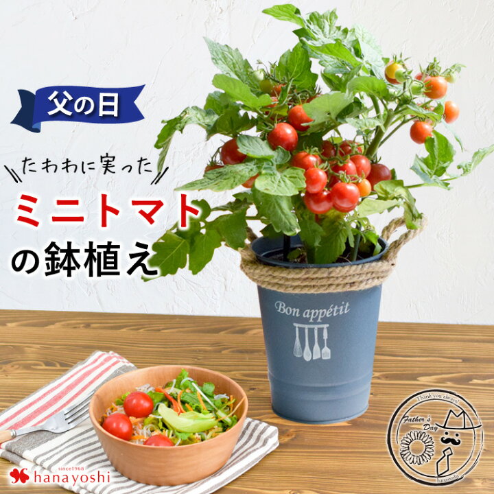 楽天市場 父の日 プレゼント 送料無料 実付でお届け モリヒロ園芸さんのミニトマト Inブリキ鉢 トマト プチトマト父の日ギフト限定 父の日 野菜 鉢 鉢植え 父の日 ギフト 実付き お父さん 父 美味しい フラワーマーケット花由