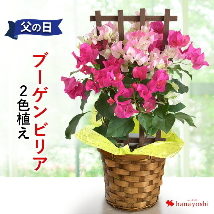 楽天市場 まだ間に合う 父の日 プレゼント 22 ブーゲンビリア 2色植え 5号鉢 トレリス仕立て In バスケット 1鉢で2色楽しめる 父の日 花 鉢植え ギフト 鉢花 お父さん 父の日ギフト 義父 父 花鉢 サマー 夏 フラワーマーケット花由 楽天市場 まだ間に合う 父の日 プレゼント 22 ブーゲンビリア 2色植え 5号鉢 トレリス仕立て In バスケット 1鉢で2色楽しめる 父の日 花 鉢植え ギフト 鉢花 お父さん 父の日ギフト 義父 父 花鉢 サマー 夏 フラワーマーケット花由