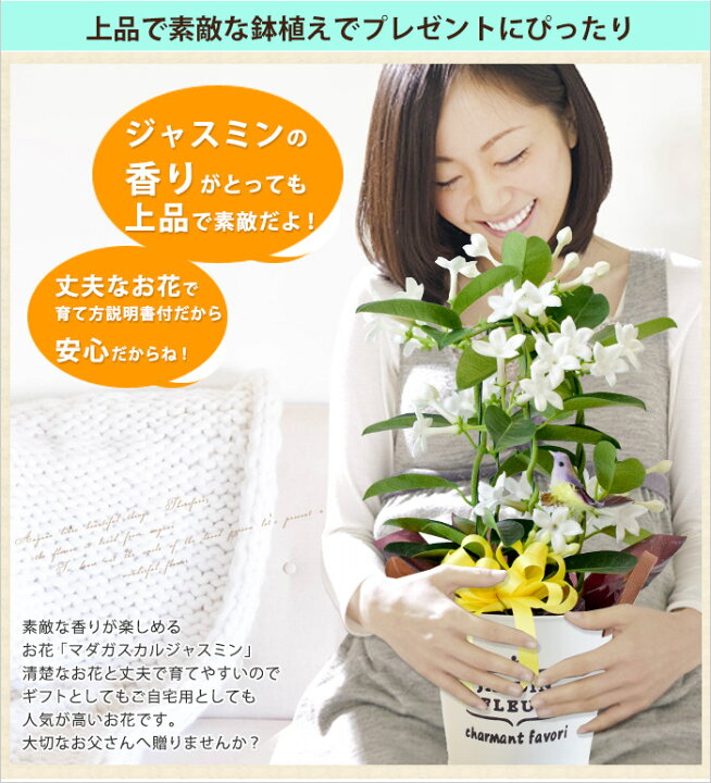 楽天市場 まだ間に合う 父の日 プレゼント 花 送料無料 マダガスカルジャスミン 鉢植え 爽やかな香りが楽しめる育てる楽しみを贈る父の日の贈り物 父の日ギフト 父の日プレゼント 鉢植え 鉢 鉢花 花鉢 ギフト フラワーマーケット花由