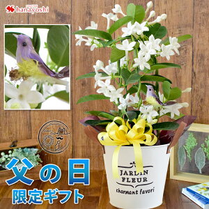 鉢植え 生花の人気商品 通販 価格比較 価格 Com