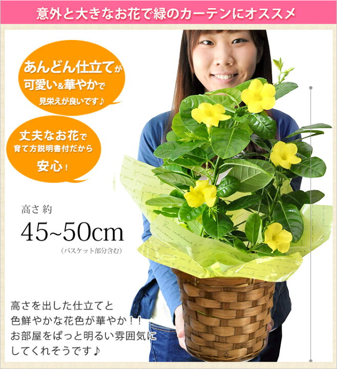 楽天市場 まだ間に合う 一部地域を除く 父の日 プレゼント 花 22 送料無料 育てる楽しみを贈る父の日の贈り物 マンデビラ サマーブーケ 父の日ギフト 父の日 ギフト 鉢植え 花鉢 鉢 鉢花 グリーンカーテン 緑のカーテン フラワーマーケット花由