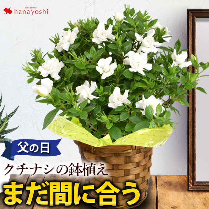楽天市場 父の日 プレゼント 花 21 香りが楽しめる クチナシ 5号鉢 In バスケット 鉢植え ギフト 花 鉢 お父さん 父の日ギフト 花 義父 鉢花 プレゼント 父 祖父 夏 サマー 庭木 品質保証 フラワーマーケット花由