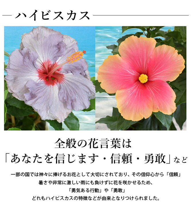 楽天市場 まだ間に合う 父の日 花 プレゼント 品種が選べるハイビスカス ミセスユミ か デニムブルー 鉢植え ギフト 義父 父 父の日ギフト 花鉢 鉢 花 サマー 夏 フラワーマーケット花由