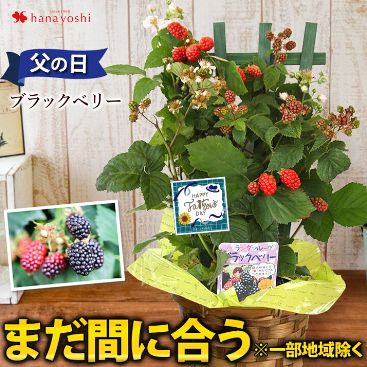 楽天市場 まだ間に合う 一部地域除く 父の日 ギフト 果樹鉢 送料無料 健康果実 ブラックベリー フェンス仕立て 5号 実付き 鉢植え バスケット付き 父の日ギフト 果物 父の日プレゼント 贈り物 鉢 お父さん フラワーマーケット花由 楽天市場 まだ間に合う 一部地域除く 父の日 ギフト 果樹鉢 送料無料 健康果実 ブラックベリー フェンス仕立て 5号 実付き 鉢植え バスケット付き 父の日ギフト 果物 父の日プレゼント 贈り物 鉢 お父さん フラワーマーケット花由