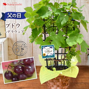 果実 鉢植えの人気商品 通販 価格比較 価格 Com 果実 鉢植えの人気商品 通販 価格比較 価格 Com