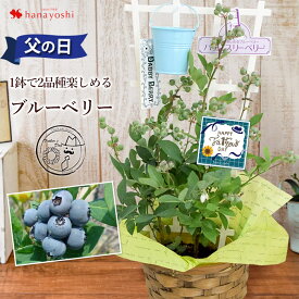 楽天市場 植木 種類 植物 ブルーベリー ガーデニング 農業 花 ガーデン Diy の通販 楽天市場 植木 種類 植物 ブルーベリー ガーデニング 農業 花 ガーデン Diy の通販