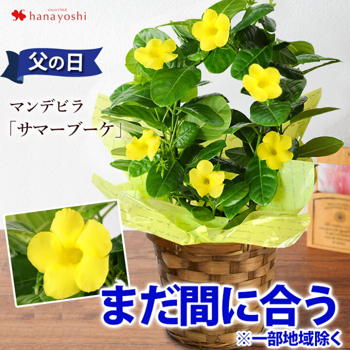 楽天市場 まだ間に合う 一部地域を除く 父の日 プレゼント 花 22 送料無料 育てる楽しみを贈る父の日の贈り物 マンデビラ サマーブーケ 父の日ギフト 父の日 ギフト 鉢植え 花鉢 鉢 鉢花 グリーンカーテン 緑のカーテン フラワーマーケット花由 楽天市場 まだ間に合う 一部地域を除く 父の日 プレゼント 花 22 送料無料 育てる楽しみを贈る父の日の贈り物 マンデビラ サマーブーケ 父の日ギフト 父の日 ギフト 鉢植え 花鉢 鉢 鉢花 グリーンカーテン 緑のカーテン フラワーマーケット花由