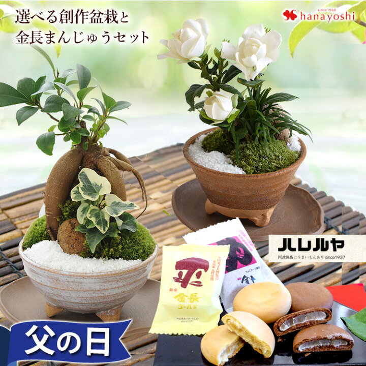 楽天市場 父の日 ギフト 花 父の日プレゼント 和みの創作盆栽 苔あそび と銘菓 金長まんじゅう のセットガジュマル もしくは クチナシ 父の日限定 22 父の日 盆栽 ミニ 義父 父 祖父 花とスイーツ ハレルヤ お菓子 送料無料 フラワーマーケット花由