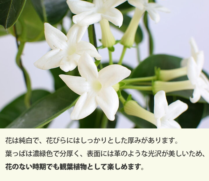 楽天市場 まだ間に合う 父の日 プレゼント 花 22 送料無料 マダガスカルジャスミン 鉢植え 爽やかな香りが楽しめる育てる楽しみを贈る父の日の贈り物 父の日ギフト 父の日プレゼント 鉢植え 鉢 鉢花 花鉢 ギフト フラワーマーケット花由