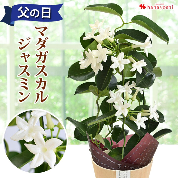 楽天市場 まだ間に合う 父の日 プレゼント 花 22 送料無料 マダガスカルジャスミン 鉢植え 爽やかな香りが楽しめる育てる楽しみを贈る父の日の贈り物 父の日ギフト 父の日プレゼント 鉢植え 鉢 鉢花 花鉢 ギフト フラワーマーケット花由 楽天市場 まだ間に合う 父の日 プレゼント 花 22 送料無料 マダガスカルジャスミン 鉢植え 爽やかな香りが楽しめる育てる楽しみを贈る父の日の贈り物 父の日ギフト 父の日プレゼント 鉢植え 鉢 鉢花 花鉢 ギフト フラワーマーケット花由