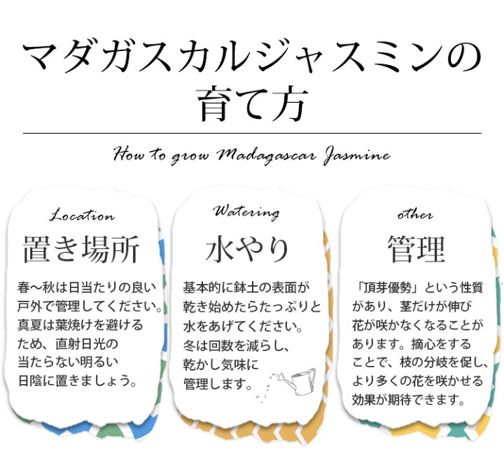 楽天市場 まだ間に合う 父の日 プレゼント 花 22 送料無料 マダガスカルジャスミン 鉢植え 爽やかな香りが楽しめる育てる楽しみを贈る父の日の贈り物 父の日ギフト 父の日プレゼント 鉢植え 鉢 鉢花 花鉢 ギフト フラワーマーケット花由