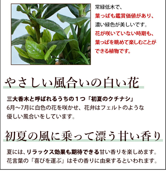 楽天市場 父の日 プレゼント 花 22 香りが楽しめる クチナシ 5号鉢 In バスケット 鉢植え ギフト 花 鉢 お父さん 父の日ギフト 花 義父 鉢花 プレゼント 父 祖父 夏 サマー 庭木 品質保証 フラワーマーケット花由