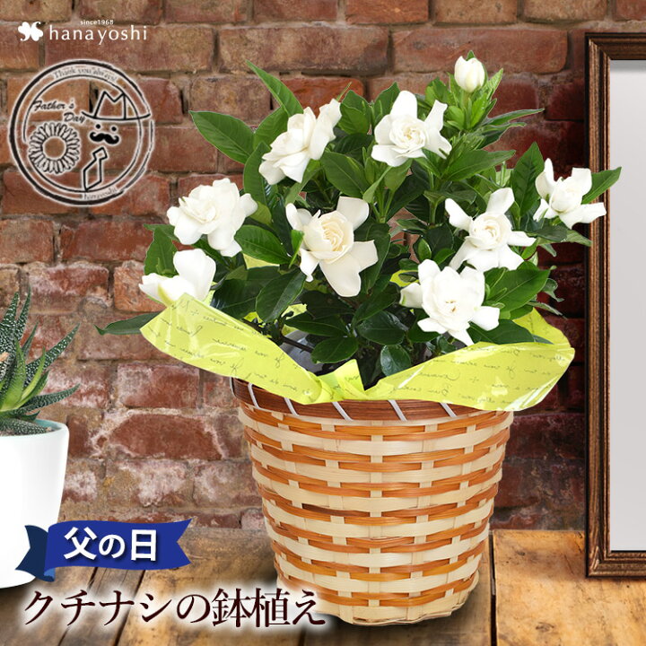 楽天市場 父の日 プレゼント 花 22 香りが楽しめる クチナシ 5号鉢 In バスケット 鉢植え ギフト 花 鉢 お父さん 父の日ギフト 花 義父 鉢花 プレゼント 父 祖父 夏 サマー 庭木 品質保証 フラワーマーケット花由 楽天市場 父の日 プレゼント 花 22 香りが楽しめる クチナシ 5号鉢 In バスケット 鉢植え ギフト 花 鉢 お父さん 父の日ギフト 花 義父 鉢花 プレゼント 父 祖父 夏 サマー 庭木 品質保証 フラワーマーケット花由
