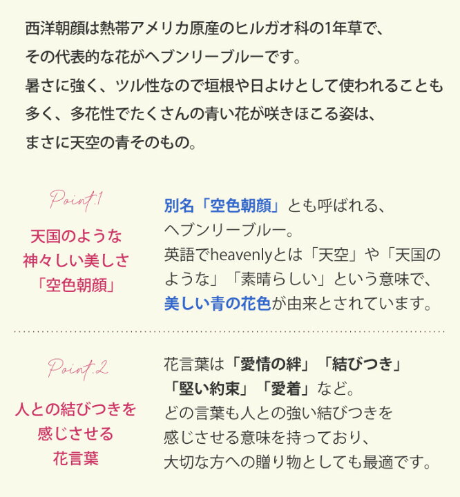 楽天市場 まだ間に合う 父の日 プレゼント 花 22 送料無料 西洋朝顔 ヘブンリーブルー 行灯仕立て 鉢植え 空色朝顔育てる楽しみを贈る父の日の贈り物 父の日ギフト 父の日プレゼント 鉢植え 鉢 鉢花 花鉢 ギフト あさがお アサガオ フラワーマーケット花由 楽天市場 まだ間に合う 父の日 プレゼント 花 22 送料無料 西洋朝顔 ヘブンリーブルー 行灯仕立て 鉢植え 空色朝顔育てる楽しみを贈る父の日の贈り物 父の日ギフト 父の日プレゼント 鉢植え 鉢 鉢花 花鉢 ギフト あさがお アサガオ フラワーマーケット花由