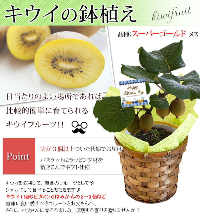 楽天市場 まだ間に合う 父の日 ギフト 果樹鉢 送料無料 22健康果実 ゴールデンキウイ 5号 実付き 鉢植え バスケット付き 父の日ギフト 果物 父の日プレゼント 贈り物 鉢 お父さん フラワーマーケット花由
