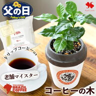 父の日 花 ギフト 観葉植物 コーヒー コーヒーの木 ミニ観葉植物 ＆徳島ブラジルコーヒーさんの ドリップ…