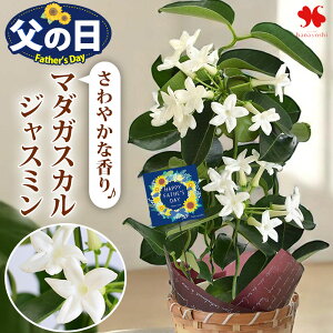 ���̓� �� �M�t�g ���A�� �}�_�K�X�J���W���X�~�� 4���� ���� ���N�� ���N �炭 ���蕨 �� ���� �Ԕ� �v���[���g �t�����[�M�t�g �� ���肪�ǂ��� ��Ă₷�� ��Ύ� �鐫 �� ���̓��M�t�g 