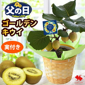 父の日 花 ギフト プレゼント 花 鉢植え 果樹 健康果実 ゴールデンキウイ 5号（実付き）収穫が楽しめる 果樹鉢 バスケット付き ギフト キウイ 果物 フルーツ 贈り物 鉢 植物 お父さん 義父 父の日ギフト 父の日プレゼント プレゼント 50代 60代 70代 2026 花由