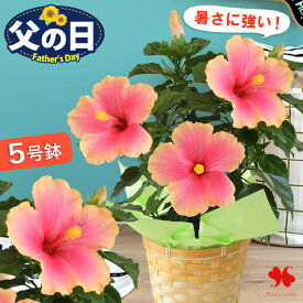 父の日 花 ギフト 鉢植え 夏のお花 ハイビスカス ミセスユミ 5号鉢父の日ギフト プレゼント 花鉢 鉢花 夏 珍しい 育てやすい お父さん 祖父 お祝い お花 実家 花ギフト 暑さに強い 長く飾れる 玄関 部屋 オシャレ 育てる 2026 趣味 義父