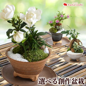 楽天市場 盆栽の通販