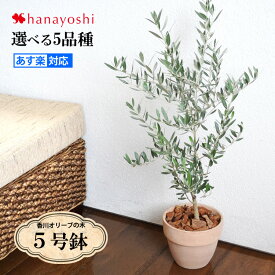 楽天市場 観葉植物 種類 植物 オリーブ 花 観葉植物 花 ガーデン Diy の通販