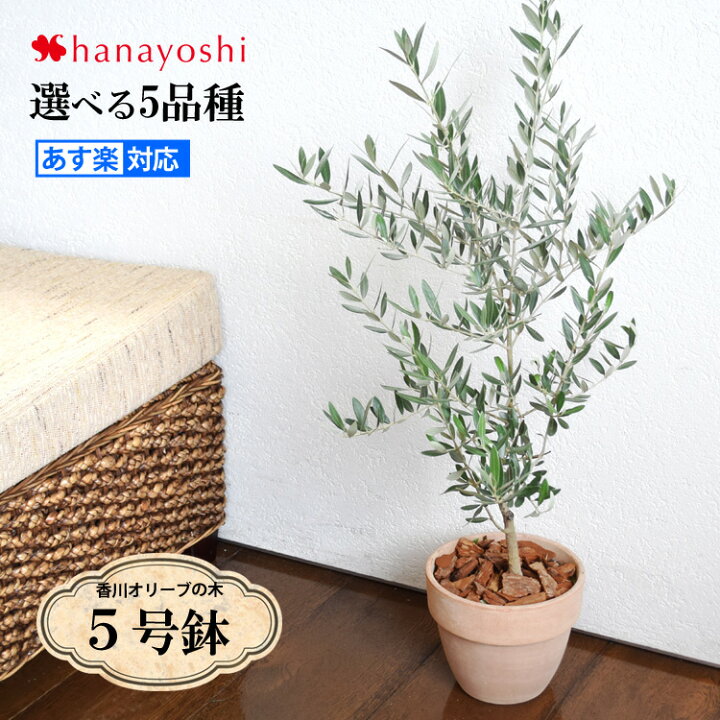 楽天市場 オリーブ 鉢植え 送料無料鶴亀園さんの香川オリーブの木 ５号鉢 オリーブの木 観葉植物 インテリア ギフト おしゃれ 引越し祝い 新築祝い 友人 開店祝い お祝い 開業祝い 周年祝い 結婚記念日 誕生日 プレゼント 女性 母 女友達 フラワーバレンタイン 退職祝い