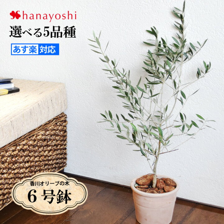 楽天市場 オリーブの木鶴亀園の香川オリーブの木 ６号鉢 観葉植物 インテリア 鉢植え 引越し祝い 新築祝い おしゃれ 友人 誕生日 プレゼント 男性 女性 女友達 お祝い 結婚記念日 開店祝い 開業祝い 周年祝い お誕生日 ギフト 入学祝い 入社祝い 卒業祝い 定年 退職祝い