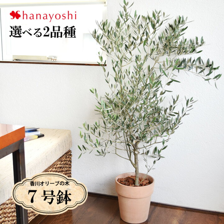 楽天市場 オリーブの木 観葉植物花由がお届けする鶴亀園の香川オリーブの木 ７号鉢 観葉植物 インテリア 鉢植え 開店祝い 開業祝い 引越し祝い 新築祝い 友人 おしゃれ 誕生日 プレゼント 男性 女性 女友達 お祝い 結婚記念日 お誕生日 ギフト 即日発送 卒業祝い 退職
