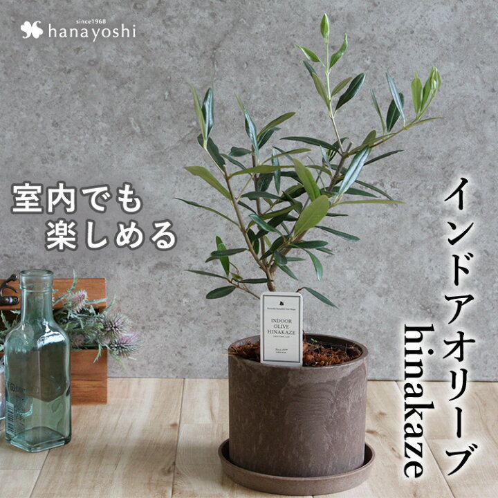 楽天市場 あす楽 インドアオリーブhinakaze ひなかぜ 鉢植え オリーブの木 オリーブ 観葉植物 インテリア ギフト 室内 おしゃれ お中元 夏 サマーギフト 引越し祝い 新築祝い 開店祝い お祝い 開業祝い 結婚記念日 誕生日 プレゼント 女性 男性 退職祝い 即日発送