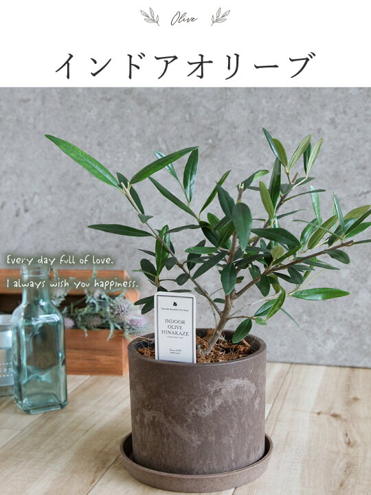 楽天市場 あす楽 インドアオリーブhinakaze ひなかぜ 鉢植え 8月4日までお届けオリーブの木 観葉植物 インテリア ギフト 室内 おしゃれ お中元 夏 サマーギフト 引越し祝い 新築祝い 開店祝い お祝い 開業祝い 結婚記念日 誕生日 プレゼント 女性 男性 退職祝い 即日発送 楽天市場 あす楽 インドアオリーブhinakaze ひなかぜ 鉢植え 8月4日までお届けオリーブの木 観葉植物 インテリア ギフト 室内 おしゃれ お中元 夏 サマーギフト 引越し祝い 新築祝い 開店祝い お祝い 開業祝い 結婚記念日 誕生日 プレゼント 女性 男性 退職祝い 即日発送