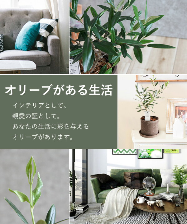 楽天市場 あす楽 インドアオリーブhinakaze ひなかぜ 鉢植え 8月4日までお届けオリーブの木 観葉植物 インテリア ギフト 室内 おしゃれ お中元 夏 サマーギフト 引越し祝い 新築祝い 開店祝い お祝い 開業祝い 結婚記念日 誕生日 プレゼント 女性 男性 退職祝い 即日発送 楽天市場 あす楽 インドアオリーブhinakaze ひなかぜ 鉢植え 8月4日までお届けオリーブの木 観葉植物 インテリア ギフト 室内 おしゃれ お中元 夏 サマーギフト 引越し祝い 新築祝い 開店祝い お祝い 開業祝い 結婚記念日 誕生日 プレゼント 女性 男性 退職祝い 即日発送