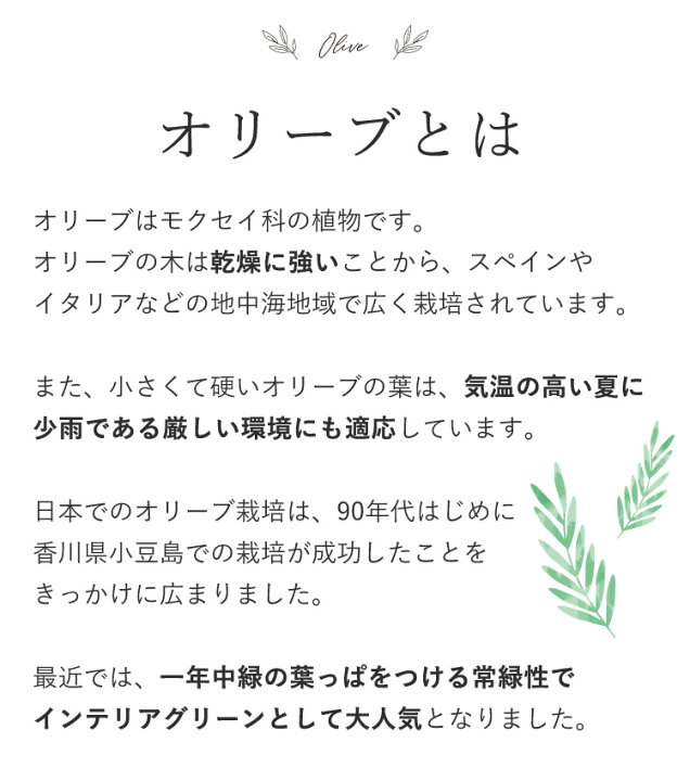 楽天市場 あす楽 インドアオリーブhinakaze ひなかぜ 鉢植え 8月4日までお届けオリーブの木 観葉植物 インテリア ギフト 室内 おしゃれ お中元 夏 サマーギフト 引越し祝い 新築祝い 開店祝い お祝い 開業祝い 結婚記念日 誕生日 プレゼント 女性 男性 退職祝い 即日発送 楽天市場 あす楽 インドアオリーブhinakaze ひなかぜ 鉢植え 8月4日までお届けオリーブの木 観葉植物 インテリア ギフト 室内 おしゃれ お中元 夏 サマーギフト 引越し祝い 新築祝い 開店祝い お祝い 開業祝い 結婚記念日 誕生日 プレゼント 女性 男性 退職祝い 即日発送