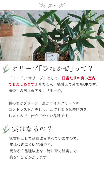 楽天市場 あす楽 インドアオリーブhinakaze ひなかぜ 鉢植え 8月4日までお届けオリーブの木 観葉植物 インテリア ギフト 室内 おしゃれ お中元 夏 サマーギフト 引越し祝い 新築祝い 開店祝い お祝い 開業祝い 結婚記念日 誕生日 プレゼント 女性 男性 退職祝い 即日発送 楽天市場 あす楽 インドアオリーブhinakaze ひなかぜ 鉢植え 8月4日までお届けオリーブの木 観葉植物 インテリア ギフト 室内 おしゃれ お中元 夏 サマーギフト 引越し祝い 新築祝い 開店祝い お祝い 開業祝い 結婚記念日 誕生日 プレゼント 女性 男性 退職祝い 即日発送