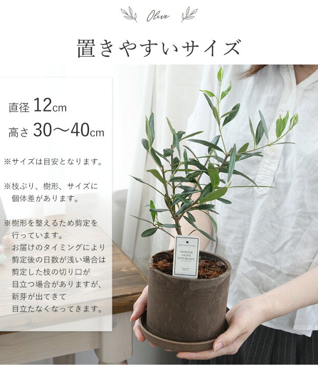 楽天市場 あす楽 インドアオリーブhinakaze ひなかぜ 鉢植え 8月4日までお届けオリーブの木 観葉植物 インテリア ギフト 室内 おしゃれ お中元 夏 サマーギフト 引越し祝い 新築祝い 開店祝い お祝い 開業祝い 結婚記念日 誕生日 プレゼント 女性 男性 退職祝い 即日発送 楽天市場 あす楽 インドアオリーブhinakaze ひなかぜ 鉢植え 8月4日までお届けオリーブの木 観葉植物 インテリア ギフト 室内 おしゃれ お中元 夏 サマーギフト 引越し祝い 新築祝い 開店祝い お祝い 開業祝い 結婚記念日 誕生日 プレゼント 女性 男性 退職祝い 即日発送