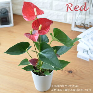 AXE Iׂ4J[AX[ ϗtA CeA O[ A  Vzj  a v[g Fl j  LO a Mtg I[^ ސEj